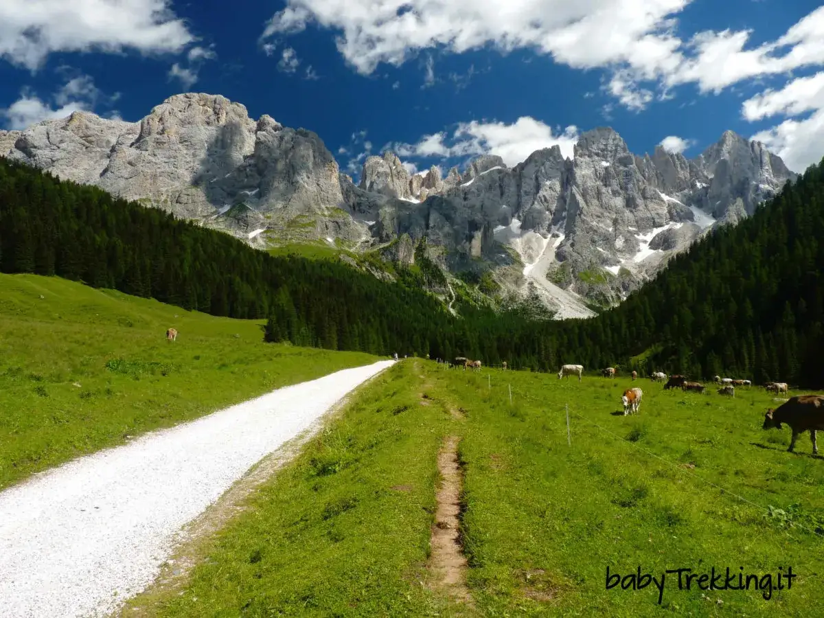 Sentiero bianco tra prati verdi e mucche al pascolo, con imponenti Dolomiti facili sullo sfondo.