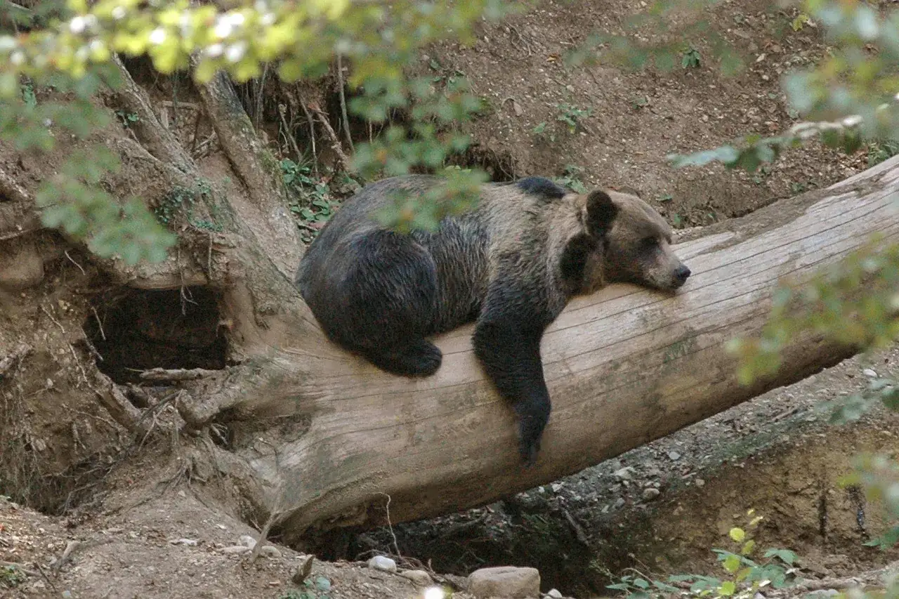 Orso bruno riposa su un tronco caduto nel parco di Spormaggiore, immerso nella natura.