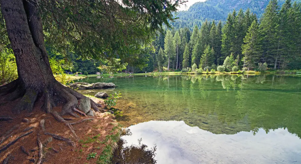Radici imponenti di un albero si affacciano sul lago dei caprioli, ideale per passeggiate tranquille tra i boschi.