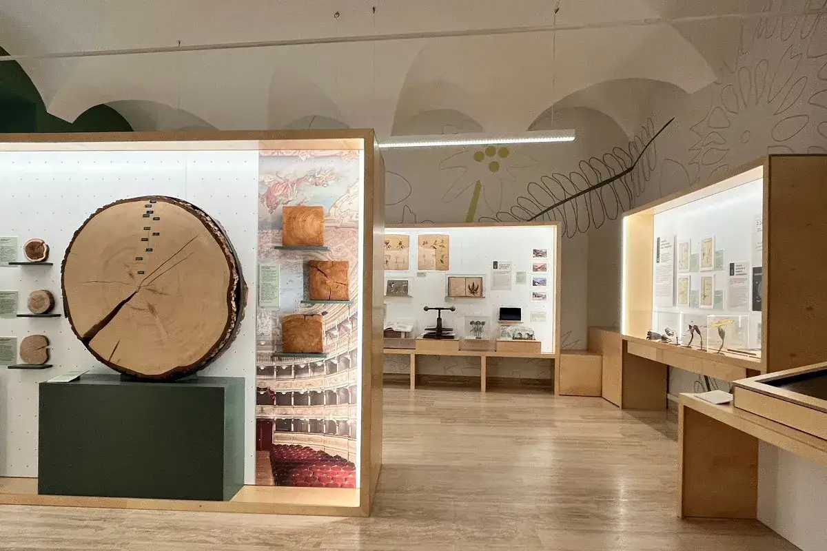 Sezione dedicata agli alberi al MUSE di Rovereto, con un grande tronco sezionato e reperti naturalistici.