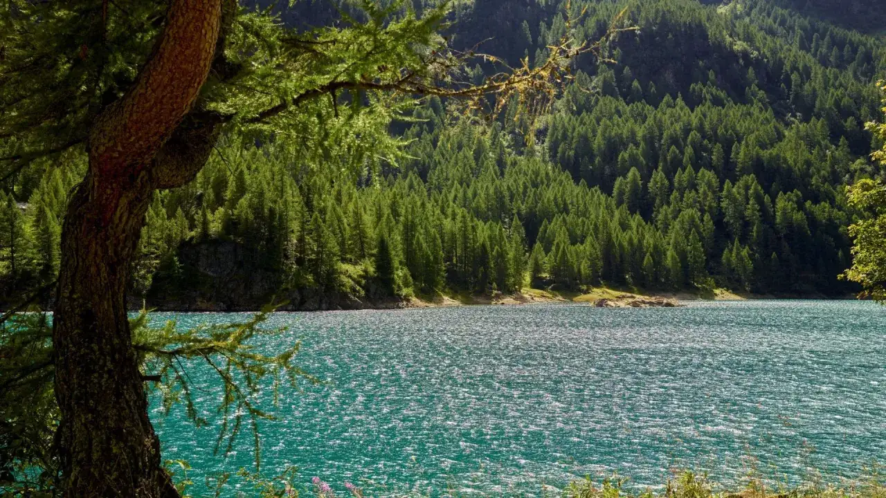 Un lago turchese incanta la Val di Sole, circondato da un fitto bosco di conifere. Un vecchio albero fa da cornice a questo scenario naturale.