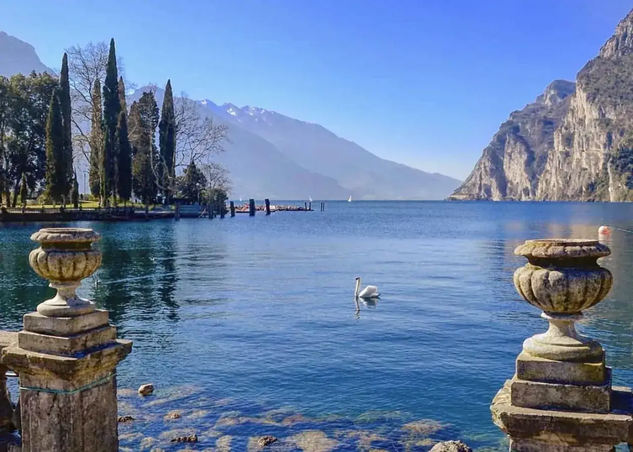 Un cigno solitario nuota nel lago blu, con montagne sullo sfondo. Un'immagine perfetta per un tour Trentino.